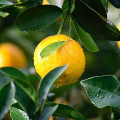 Home horticulture fruit produce