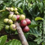 Home coffe, plant, ant, red, green, food, nature, insect, bug, leaf, bean, coffe, coffe, coffe, coffe, coffe